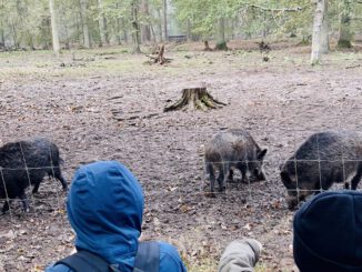 26 Plätze für Ferienwoche im Wildpark Alte Fasanerie