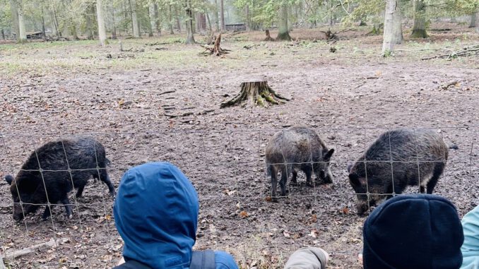 26 Plätze für Ferienwoche im Wildpark Alte Fasanerie 26 Plätze für Ferienwoche im Wildpark Alte Fasanerie