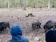 26 Plätze für Ferienwoche im Wildpark Alte Fasanerie