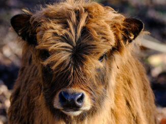 Asiatischer Grunzochse: Die Lösung für dein Kreuzworträtsel mit 3 Buchstaben