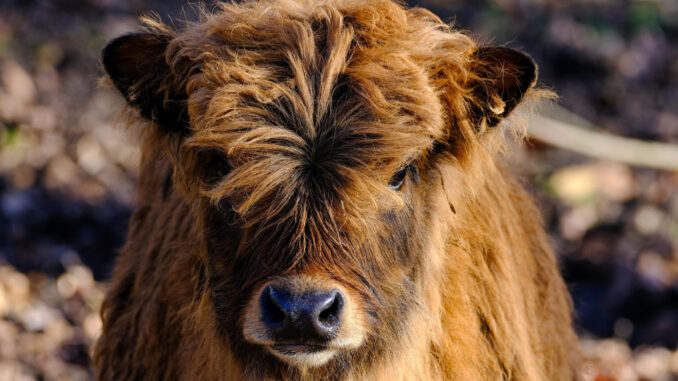 Asiatischer Grunzochse: Die Lösung für dein Kreuzworträtsel mit 3 Buchstaben