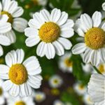 Blumengestecke im Mehrgenerationenhaus: Kreativtreff am 9. Juli in Eltville