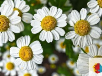 Blumengestecke im Mehrgenerationenhaus: Kreativtreff am 9. Juli in Eltville