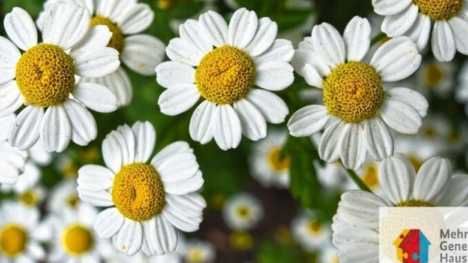 Blumengestecke im Mehrgenerationenhaus: Kreativtreff am 9. Juli in Eltville Blumengestecke im Mehrgenerationenhaus: Kreativtreff am 9. Juli in Eltville