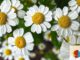 Blumengestecke im Mehrgenerationenhaus: Kreativtreff am 9. Juli in Eltville