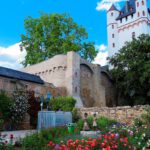 Eltville veranstaltet praktischen Rosenschnittkurs im Burggarten am 28. Februar