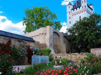 Eltville veranstaltet praktischen Rosenschnittkurs im Burggarten am 28. Februar