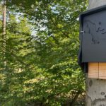 Fledermausexkursion am Abend im Licht- und Luftbad Hanau