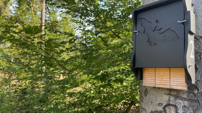 Fledermausexkursion am Abend im Licht- und Luftbad Hanau Fledermausexkursion am Abend im Licht- und Luftbad Hanau