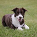Giftköderverdacht in Walluf: Hundebesitzer sollen Tiere eng beaufsichtigen