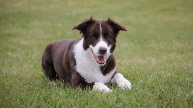 Giftköderverdacht in Walluf: Hundebesitzer sollen Tiere eng beaufsichtigen Giftköderverdacht in Walluf: Hundebesitzer sollen Tiere eng beaufsichtigen