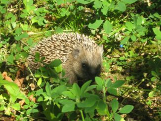 Hanau untersagt nächtlichen Einsatz von Mährobotern zum Schutz nachtaktiver Tiere