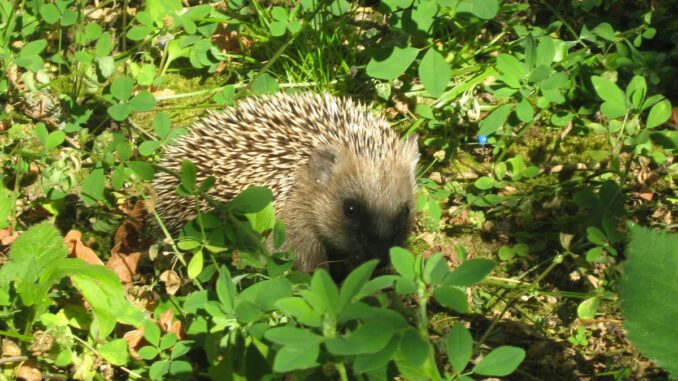 Hanau untersagt nächtlichen Einsatz von Mährobotern zum Schutz nachtaktiver Tiere Hanau untersagt nächtlichen Einsatz von Mährobotern zum Schutz nachtaktiver Tiere