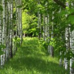 Mastjahr 2024: Ursachen, Auswirkungen und Prognosen für Obstbau und Wald