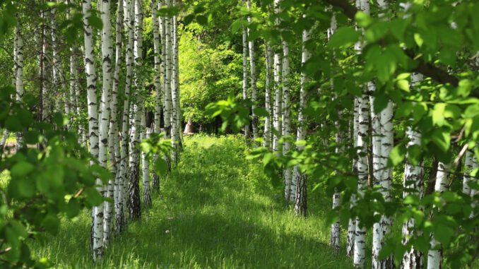 Mastjahr 2024: Ursachen, Auswirkungen und Prognosen für Obstbau und Wald