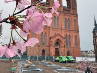 Schlossplatz in Wiesbaden erhält 24 Bäume und unterirdische Bewässerung