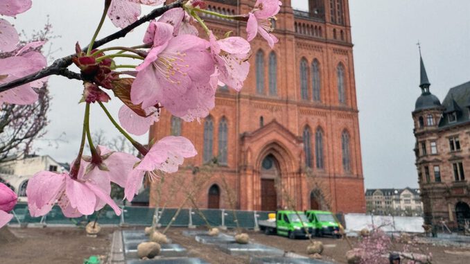Schlossplatz in Wiesbaden erhält 24 Bäume und unterirdische Bewässerung Schlossplatz in Wiesbaden erhält 24 Bäume und unterirdische Bewässerung