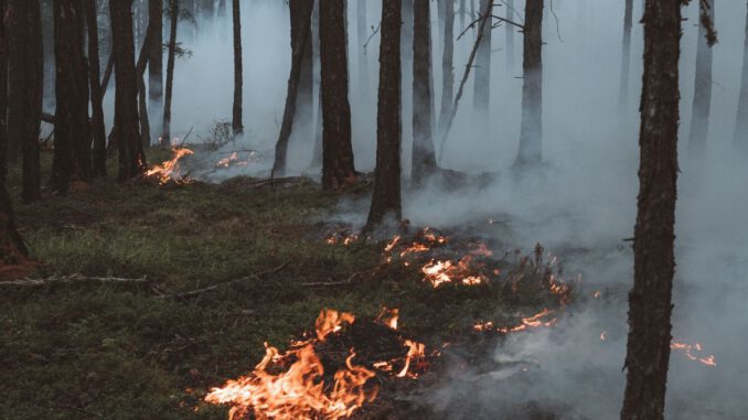 Stadt fordert erhöhte Vorsicht nach anhaltender Trockenheit: Offenes Feuer und Rauchen im Wald verboten Stadt fordert erhöhte Vorsicht nach anhaltender Trockenheit: Offenes Feuer und Rauchen im Wald verboten